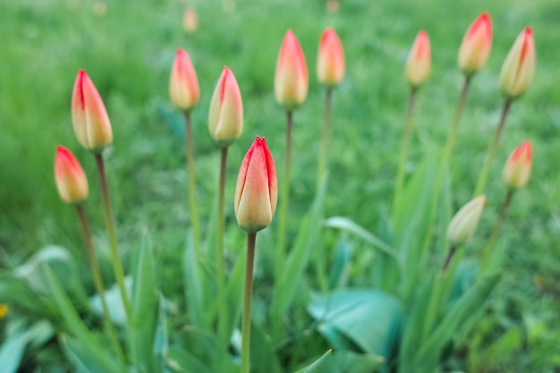 Eine rote Tulpenknospe mit grünen Blättern blüht am Frühlingsmorgen vor dem Hintergrund anderer Blumen