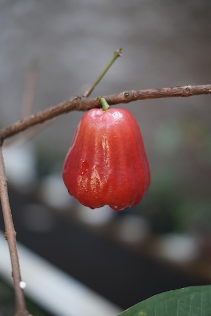 Eine rote Wasserappelfrucht, die noch auf dem Baum ist