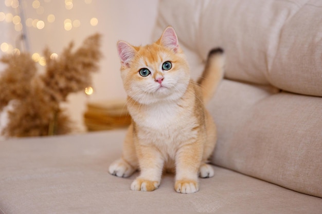 eine rothaarige katze sitzt zu hause auf der couch