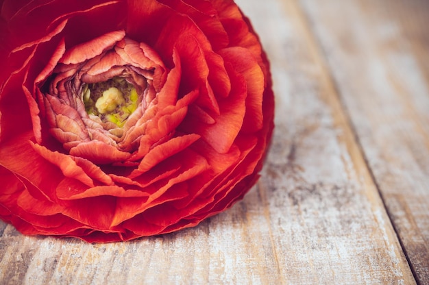 Foto eine rotorangefarbene butterblume