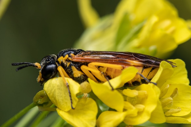 Eine Rübensägefliege thront auf einer blühenden Blume