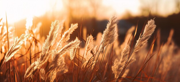 Eine ruhige Sonnenuntergangslandschaft mit hohen Grassilhouetten Ein Meisterwerk der generativen KI