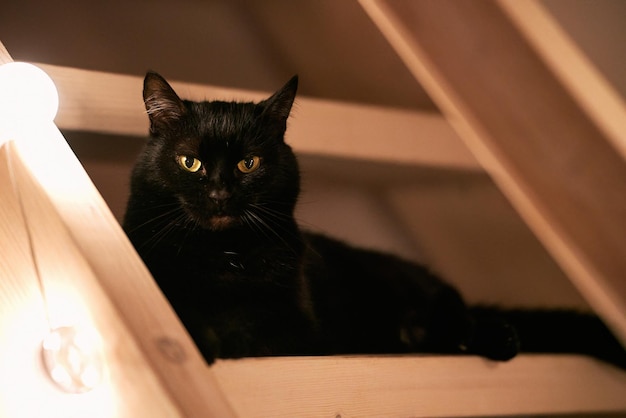 Eine ruhige und elegante schwarze Katze auf einer Holztreppe Die Katze liegt hin und schaut auf das Licht Die Schatten und das Licht schaffen einen wunderschönen Kontrast
