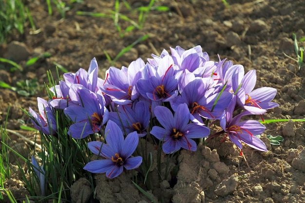 Eine Saffranblume