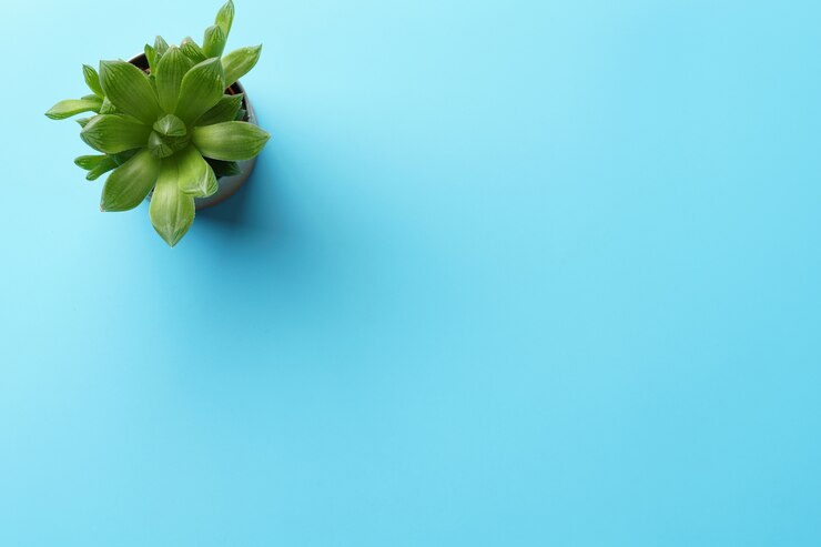 Eine saftige Pflanze in einem Topf auf einem blauen Schreibtisch. Flach mit Kopierraum liegen.