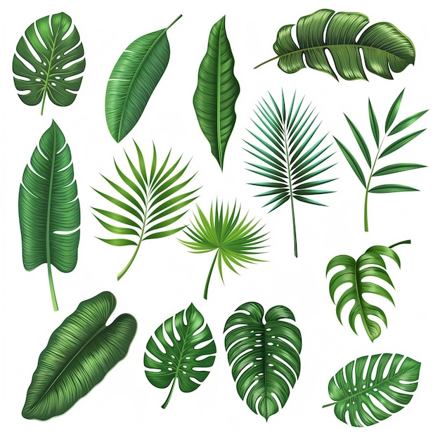 eine Sammlung von grünblättrigen Pflanzen, darunter Palmblätter auf weißem Hintergrund