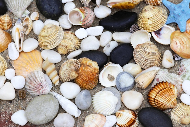 Eine Sammlung von Muscheln am Strand