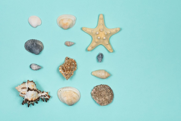 Eine Sammlung von Muscheln in Form eines Quadrats auf blauem Hintergrund Ansicht von oben