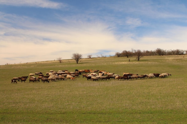 Eine Schafherde auf einem Feld