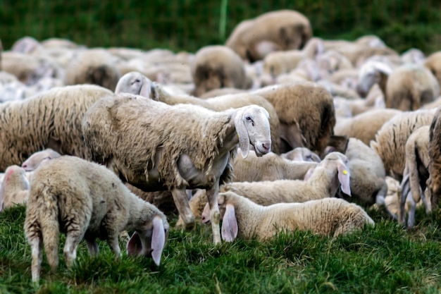 Eine Schafherde beim Grasfressen