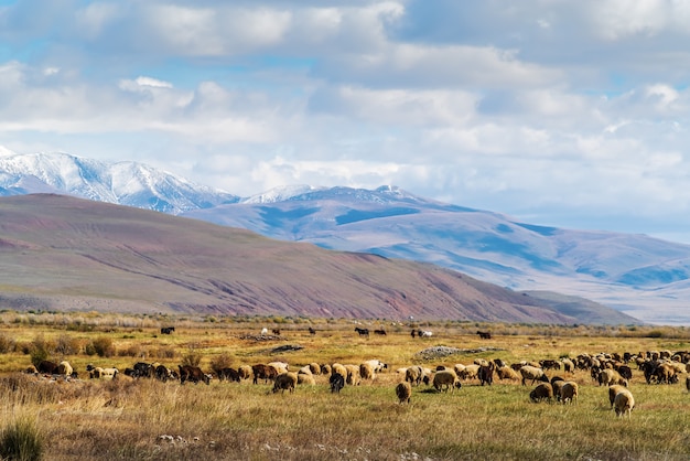 Eine Schafherde, die im herbstlichen Chui-Tal weidet. Russland, Republik Altai