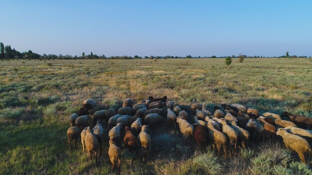 Eine Schafherde läuft durch das trockene Gras