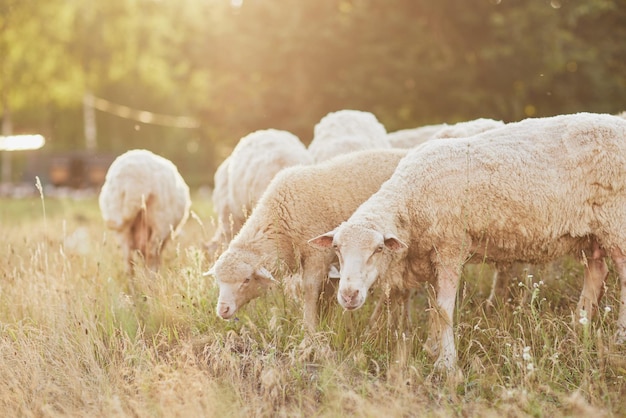 eine Schafherde läuft frei auf einem Bauernhof an einem sonnigen Tag. Öko-Farm-Konzept