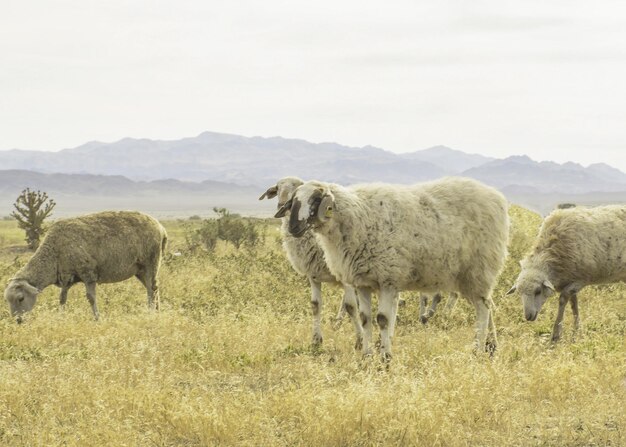 Eine Schafherde weidet auf der Wiese im Freien Weide für Tiere Schafe fressen Gras