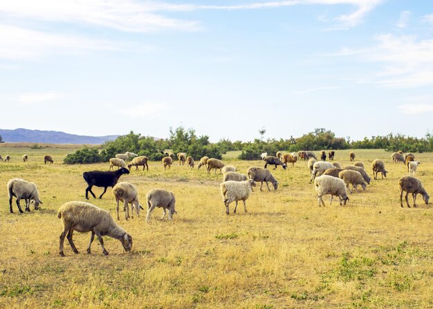 Eine Schafherde weidet auf der Wiese im Freien Weide für Tiere Schafe fressen Gras