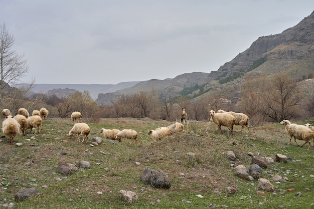 Eine Schafherde weidet auf einer Wiese in den Bergen