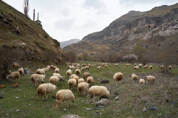 Eine Schafherde weidet auf einer Wiese in den Bergen