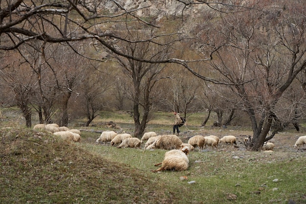 Eine Schafherde weidet auf einer Wiese in den Bergen