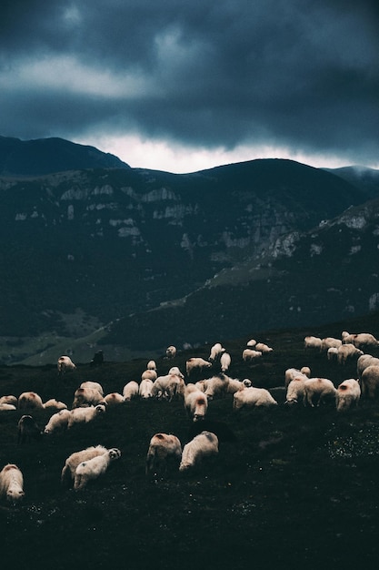 Eine Schafherde weidet gegen die Berge
