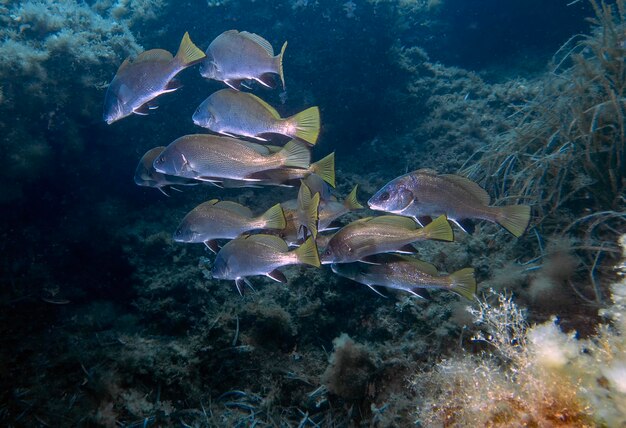 Eine Schar brauner, magerer Fische - Sciaena umbra - im Mittelmeer