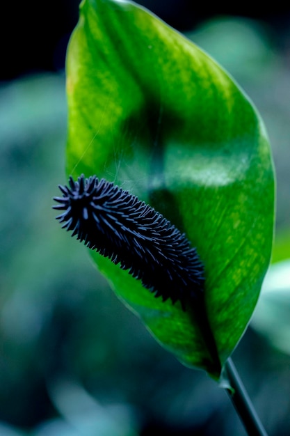 Eine scharfe Pflanze in einem grünen Blatt
