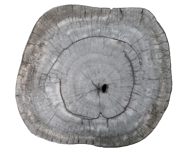 Eine Scheibe aus altem Holz des geschnittenen Baums Dendrochronology-Beschneidungspfad isoliert