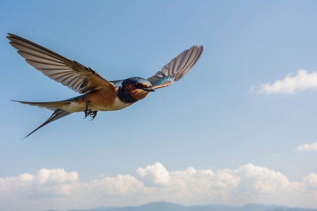 eine Scheunenschwalbe breitet Flügel aus