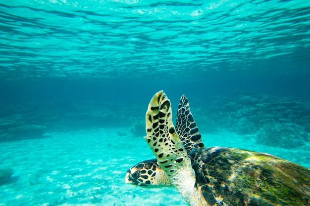 Eine Schildkröte, die an Korallen unter Wasseroberfläche sitzt