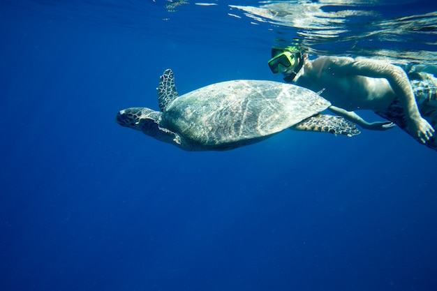 Eine Schildkröte, die an Korallen unter Wasseroberfläche sitzt