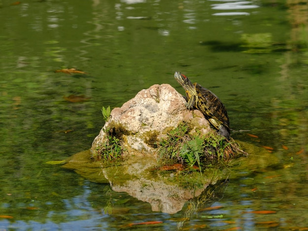 Eine Schildkröte im Teich