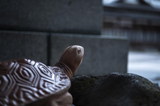 Eine Schildkröte in einem Zoo