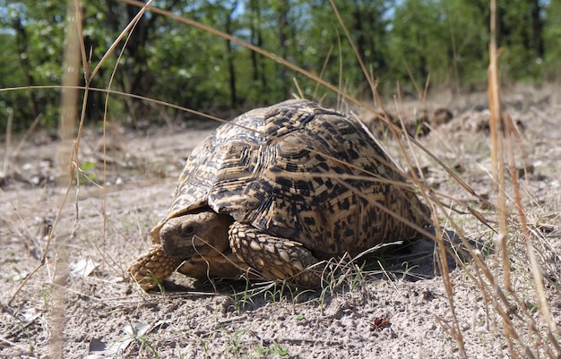 Eine Schildkröte krabbelt auf dem Boden