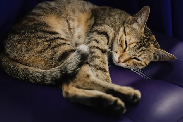 Eine schlafende Katze auf einer Ottomane in der Dämmerung