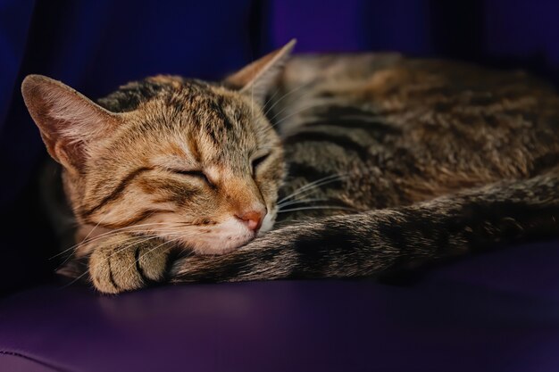 Eine schlafende Katze auf einer Ottomane in der Dämmerung