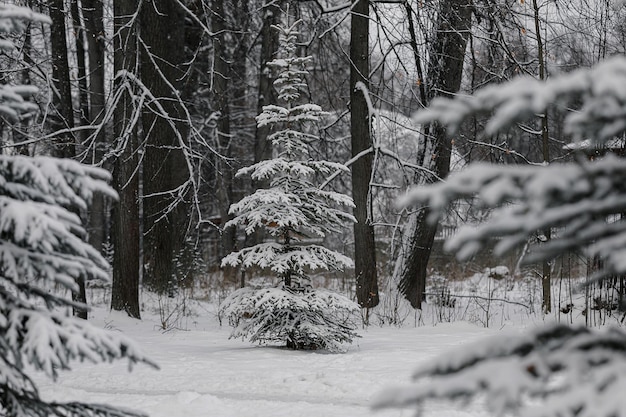 Eine schlanke junge Fichte, die im Wald mit Schnee bedeckt ist