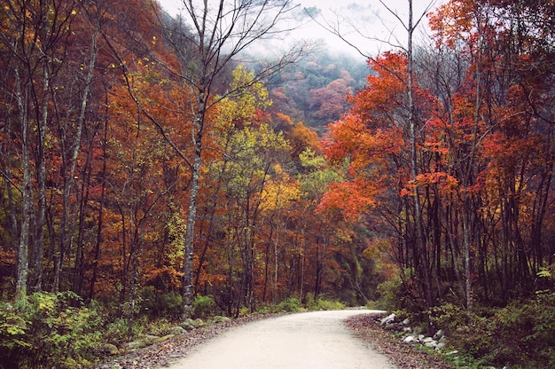 Eine schmale Straße entlang der Herbstbäume