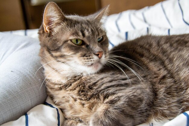 Eine schmutzige Katze liegt in Kissen auf einem Bett und schaut in die Kamera