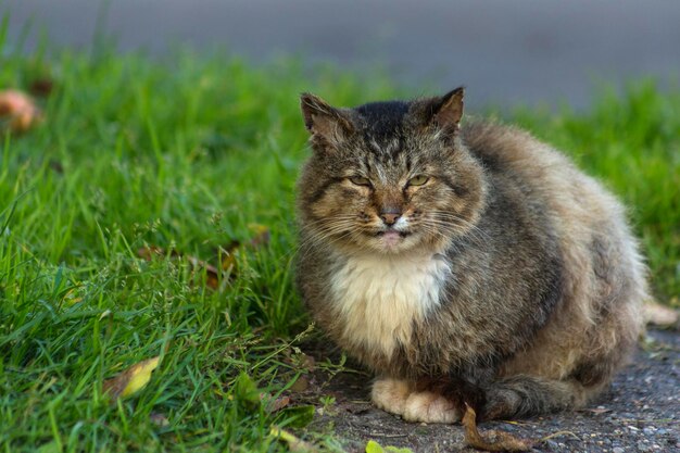 Eine schmutzige und einsame obdachlose hungrige Katze sitzt auf der Straße Obdachlose Tiere Tierschutz