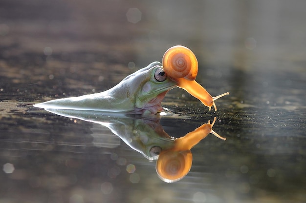 eine Schnecke auf dem Kopf eines Frosches in einer Pfütze