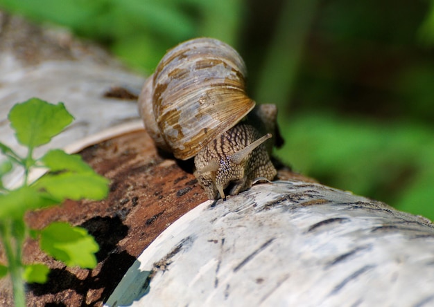 Eine Schnecke auf einem alten Baumstamm an einem sonnigen Sommertag in der Region Moskau