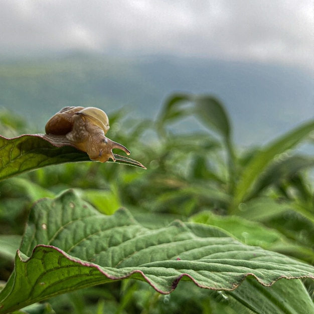 Foto eine schnecke auf einem blatt mit grünem hintergrund