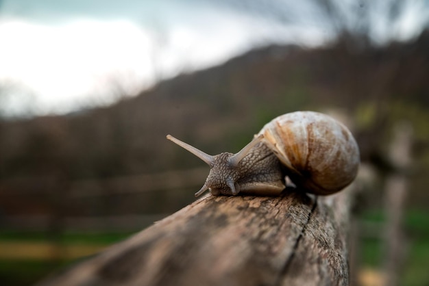 Eine Schnecke im Wald nach dem Regen Familienurlaub Walk Weekend