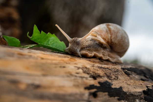 Eine Schnecke im Wald nach dem Regen Familienurlaub Walk Weekend