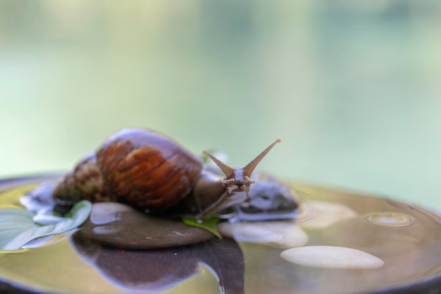 Eine Schnecke in einer Muschel kriecht auf einem Keramiktopf mit Wasser Sommertag im Garten Nahaufnahme Bali Indonesien