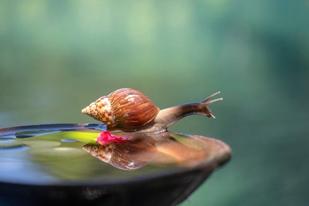 Eine Schnecke in einer Schale kriecht auf einem Keramiktopf mit Wasser Sommertag im Garten in der Nähe von Bali Indonesien