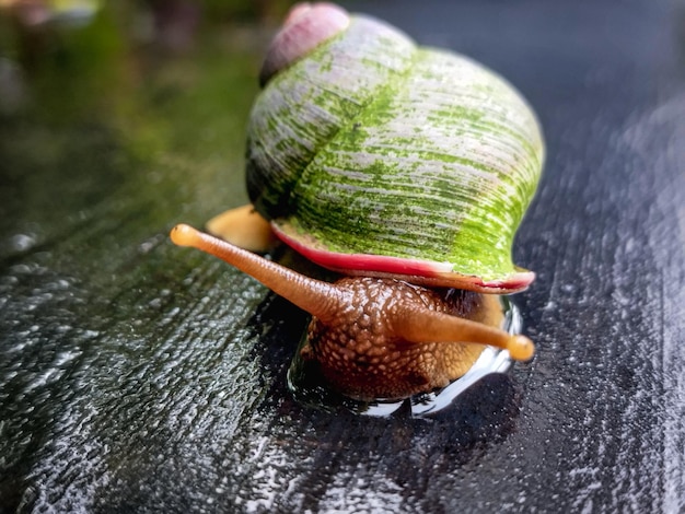 Eine Schnecke ist auf einer nassen Oberfläche mit einer grünen Schale.