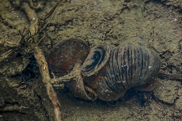 Foto eine schnecke ist im wasser vergraben.