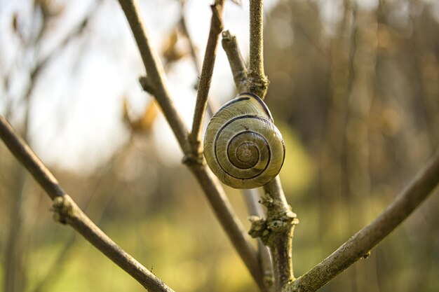 Eine Schnecke krabbelt auf einer Pflanze Gemächlich kriecht sie vorwärts