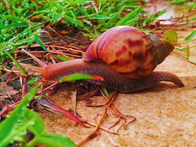 Eine Schnecke liegt auf dem Boden und hat ein rotes Gehäuse darauf.