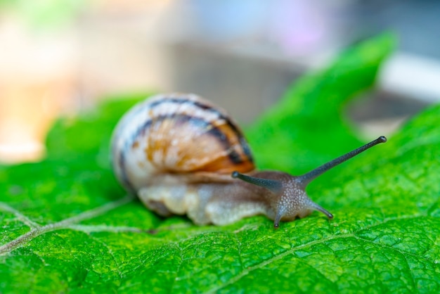 Eine Schneckenschnecke mit Hörnern kriecht auf einem grünen Blatt.